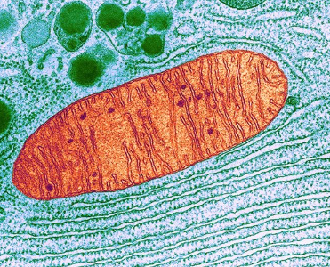 mitochondria photo real